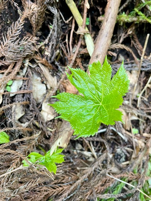 ガイアの森──命が目覚める春、守り神とともに画像4