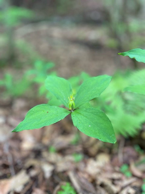 ガイアの森 に舞う生命– ナルコユリ、舞鶴草、ツクバネソウ画像4