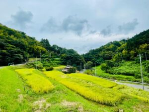 コメ価格高騰　新米が出回る前の需給反映が要因か　コメの仲介業者らが意見交換会　農水省 サムネイル画像