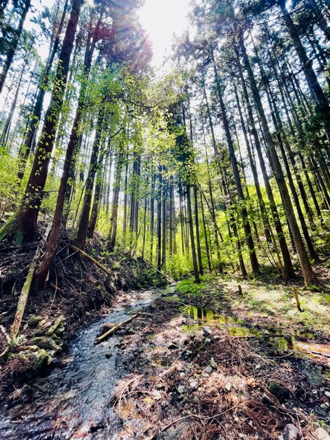 ガイアの森──命が目覚める春、守り神とともに画像3