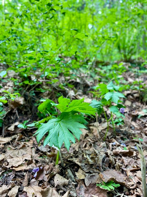 ガイアの森、春深まる ― 春蘭と山吹草の開花 ―画像3