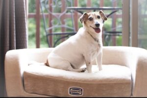 ペットと泊まれる温泉付貸別荘・一棟貸切 – ヴィラ・ドゥ・ソレイユ – 蔵王山水苑 – ガイアリゾート サムネイル画像