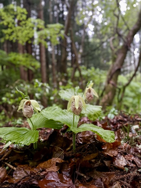 「ガイアの森」の目覚め画像2