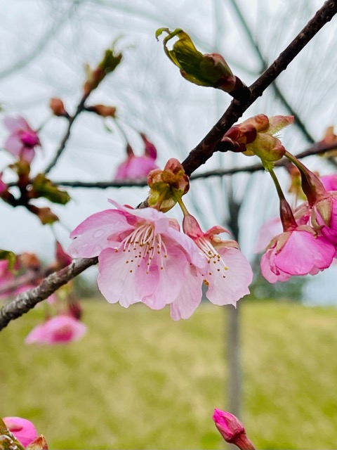 世界から蔵王へ。私たちガイアリゾートにもたくさんの来場者が訪れました。画像1