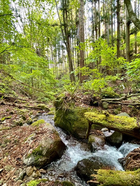 ガイアの森、春深まる ― 春蘭と山吹草の開花 ―画像5