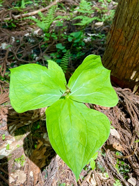 ガイアの森──命が目覚める春、守り神とともに画像5