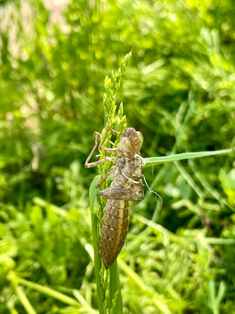 【田圃の守り神、現る】オニヤンマが教えてくれる自然との共生 〜ガイアファームの棚田より〜画像1
