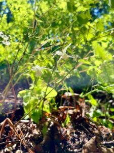 ガイア森の季節の変化 〜イカリソウとヤマブキソウ、クマガイソウ サムネイル画像