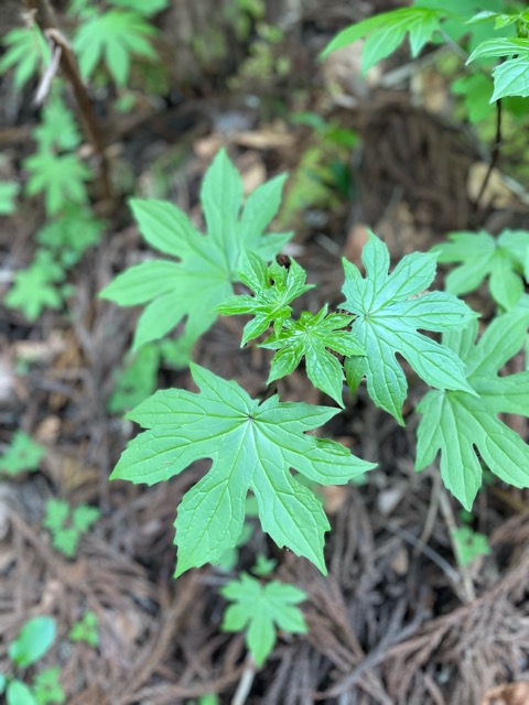 【ガイアの森 〜テンナンショウ、モミジガサ、クルマバソウの魅力〜】画像4