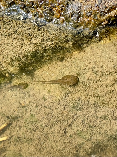 稲がすくすく育っています！天と地を映す棚田と人を育む食「伊達政宗公が目指した天地人の世」をガイアグループは目指します。画像3
