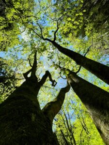 【千年の森を創る】ガイアの森に宿る命 サムネイル画像