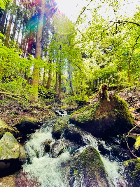 【千年の森を創る】ガイアの森に宿る命画像2