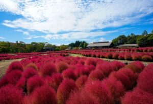 秋色のコキア 紅葉見頃 ＆ 『みちのくふるさと秋灯り』開催（国営みちのく杜の湖畔公園） サムネイル画像