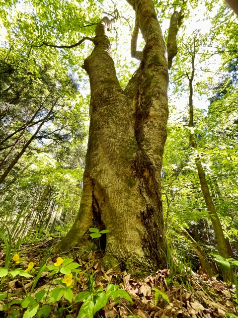 ガイア森の季節の変化 〜イカリソウとヤマブキソウ、クマガイソウ画像4
