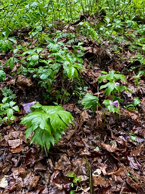 「ガイアの森」の目覚め画像3