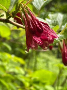 雨に潤うガイアの森 サムネイル画像