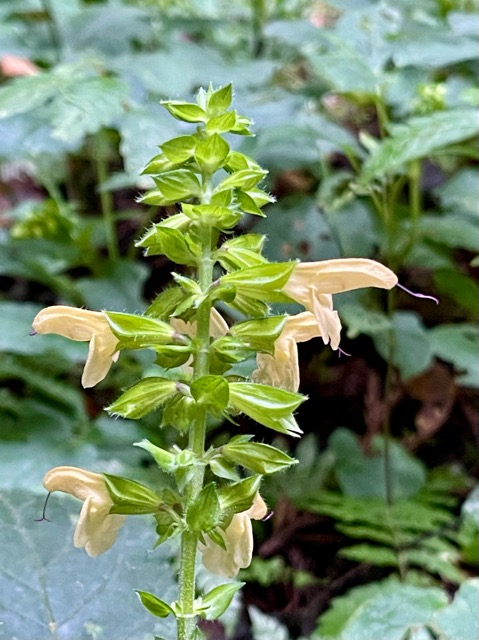 🌳 ガイアの森だより ― 真夏の森で出会う生命の営み画像1