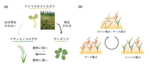 植物多様性の新たな維持メカニズムの発見―寄生植物ネナシカズラによる寄主植物の共存― サムネイル画像