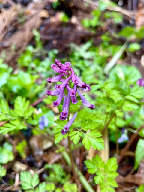 【千年の森を創る】ガイアの森に宿る命画像3