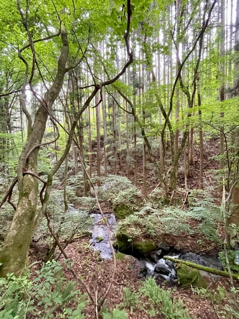 小雨とともに静かに始まる ― ヒメシャガの植栽と、ガイアの森の未来画像3