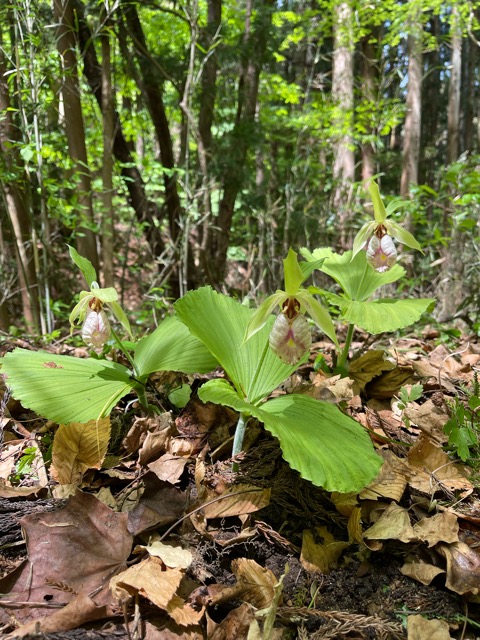 ガイアの森だより画像1