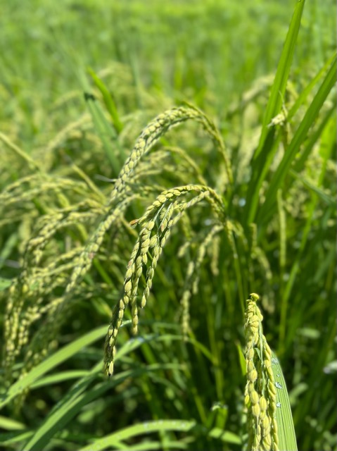 🌾 寅の日に感じる、里山と地域の力画像1