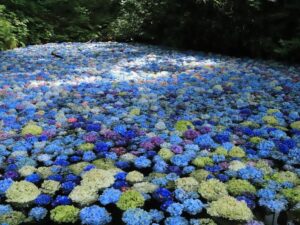 好きな「東北地方のあじさいの名所」ランキング！ 2位「国営みちのく杜の湖畔公園」、1位は？ サムネイル画像