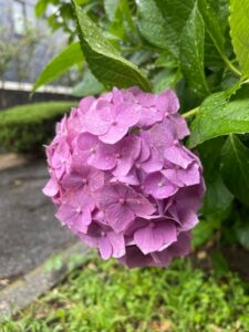 東北地方が梅雨入り サムネイル画像