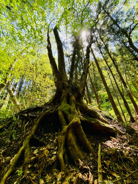 ガイアの森──命が目覚める春、守り神とともに画像1