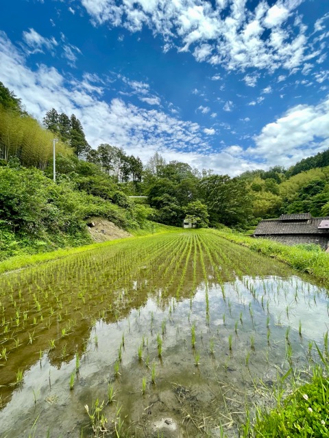 青空の下で、稲が伸びる──ガイアファーム棚田の初夏便り画像2