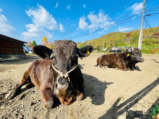 ガイアフーズ・地域の「食」を未来へつなぐ画像3