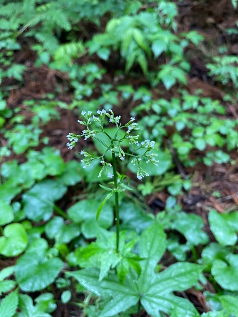 雨に潤うガイアの森画像3