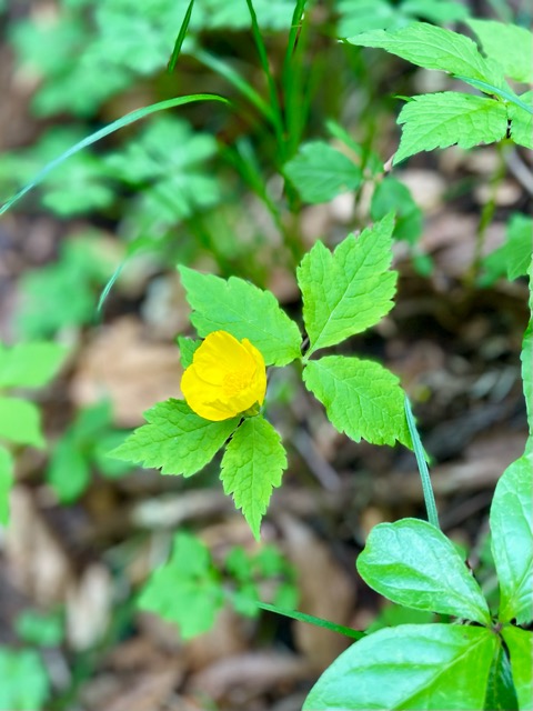 ガイアの森、春深まる ― 春蘭と山吹草の開花 ―画像2