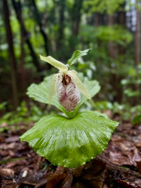 「ガイアの森」の目覚め画像1