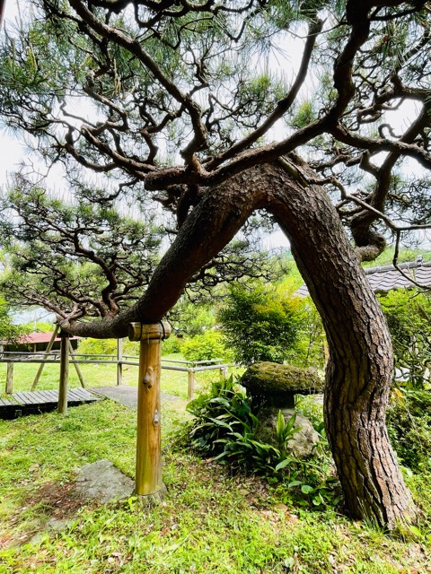 我妻住宅の保全から始まる地域社会の持続可能な未来へ-ガイアグループの挑戦画像5