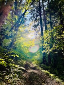 ガイアの森、春深まる ― 春蘭と山吹草の開花 ― サムネイル画像