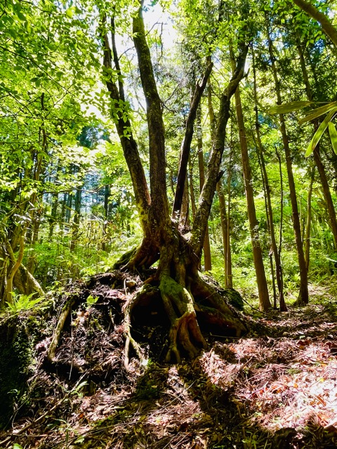 ガイアの森 に舞う生命– ナルコユリ、舞鶴草、ツクバネソウ画像5
