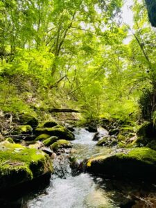 森林は「菌類がつくる巨大な脳」である…米・タイム誌の「世界で最も影響力がある100人」に選ばれた科学者が明かす“驚きの事実” サムネイル画像