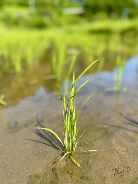 稲がすくすく育っています！天と地を映す棚田と人を育む食「伊達政宗公が目指した天地人の世」をガイアグループは目指します。画像1