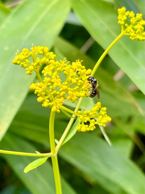 🌾 寅の日に感じる、里山と地域の力画像3