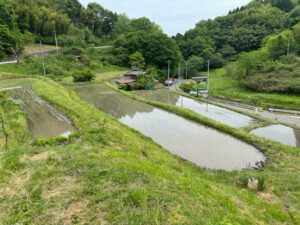 自社農場の田植えを行いました。 サムネイル画像