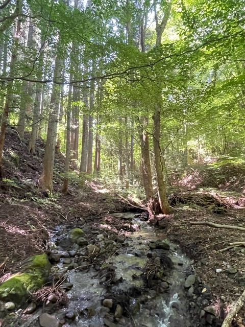 🌳 ガイアの森だより ― 千年の森を創るプロジェクト・真夏の観察記画像3