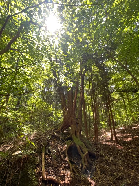 🌳 ガイアの森だより ― 千年の森を創るプロジェクト・真夏の観察記画像5