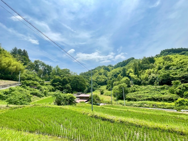 【ガイアファーム便り】梅雨の晴れ間に、稲の力強い成長を感じて画像3