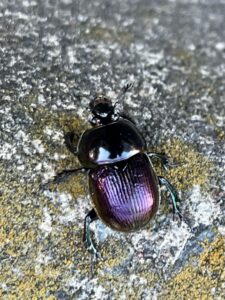 日本の森のスカラベ ― センチコガネとの出会いと地域の「食」を未来へつなぐ挑戦 サムネイル画像