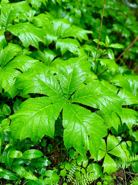 雨の「ガイアの森」に行ってみました。画像4