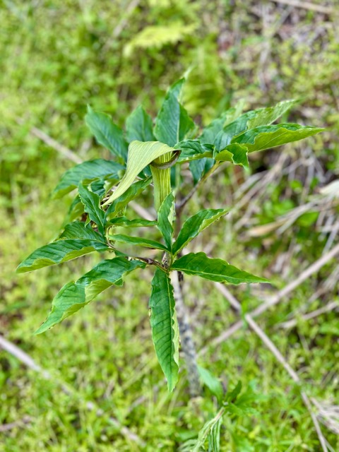 【ガイアの森 〜テンナンショウ、モミジガサ、クルマバソウの魅力〜】画像1