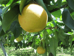 蔵王町の梨狩り サムネイル画像