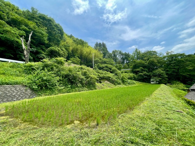 【ガイアファーム便り】梅雨の晴れ間に、稲の力強い成長を感じて画像2