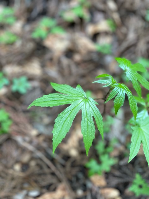 【ガイアの森 〜テンナンショウ、モミジガサ、クルマバソウの魅力〜】画像3